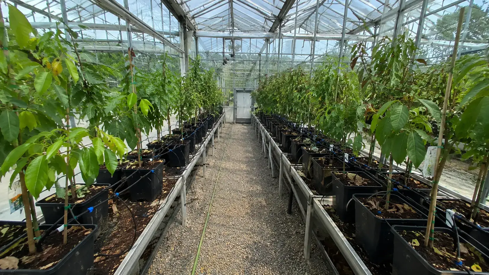 Технології саду