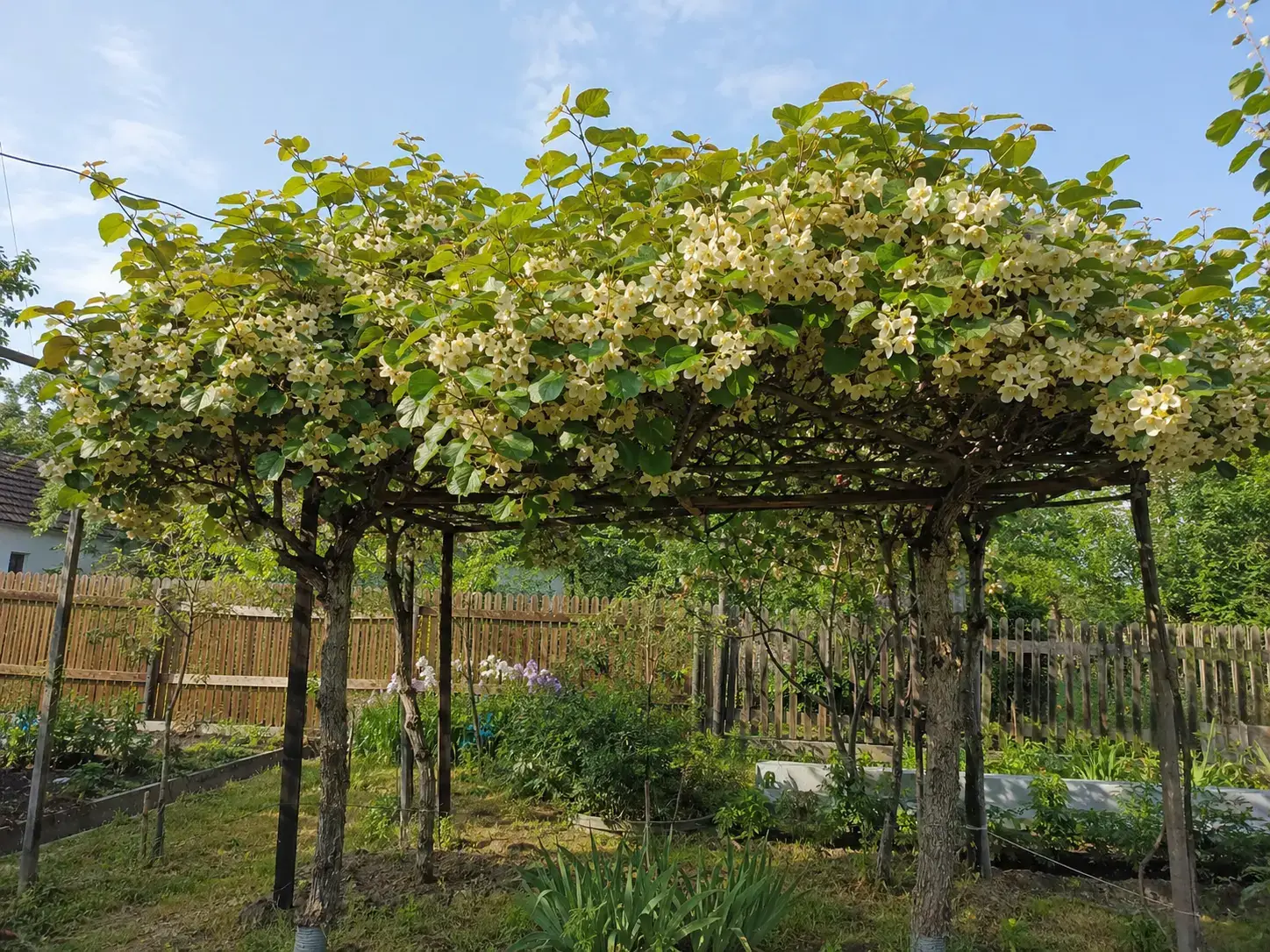 Бджола на квітці ківі під час цвітіння